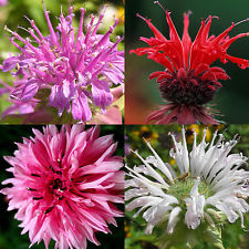 Monarda didyma Panorama- монарда, бергамот-микс (1266)